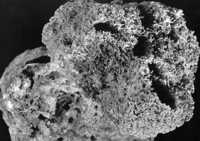 Terpios janiae Duch. &amp; Mich., 1864 lectotype