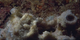 Dysidea janiae (Duch. & Mich., 1864) in situ