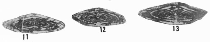 Wedekindellina pseudomatura Ross &amp; Tyrrell, 1965