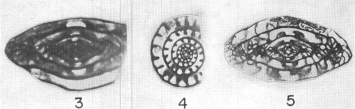 Fusulina pattoni Needham, 1937