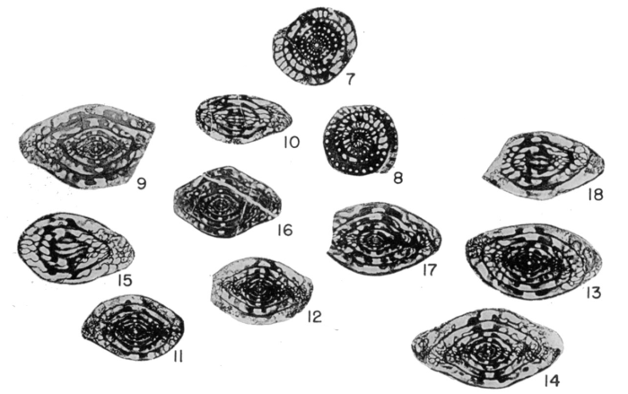 Fusulina pristina Thompson, 1945