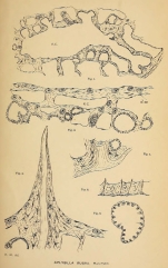 Aplysilla rubra (Hanitsch, 1890)