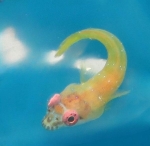 Diplecogaster roseioculus n. sp