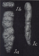 Bigenerina lytta Lalicker & Bermúdez, 1941