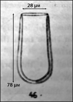 Undella dohrnii forma?