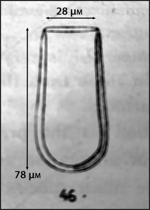 Undella dohrnii forma?
