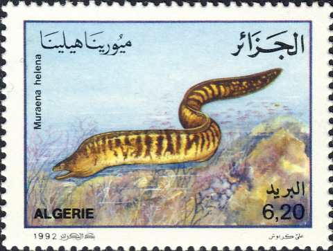 Muraena helena Muraena helena