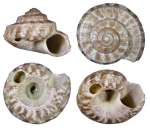 Minolia henniana Melvill, 1891