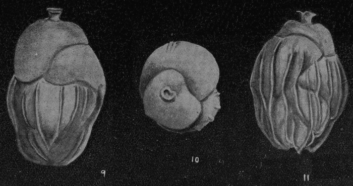 Uvigerina bermudezi Acosta, 1940