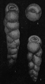 Karreriella subcylindrica var. caribaea Acosta, 1940