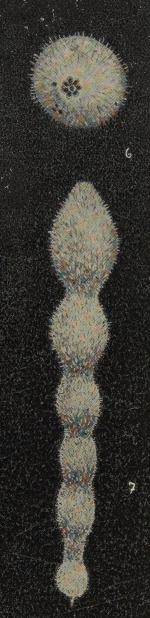 Chrysalogonium ritae Acosta, 1940