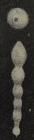 Chrysalogonium ritae Acosta, 1940