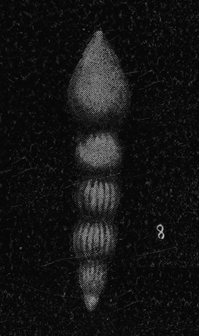 Nodogenerina obsoleta Acosta, 1940