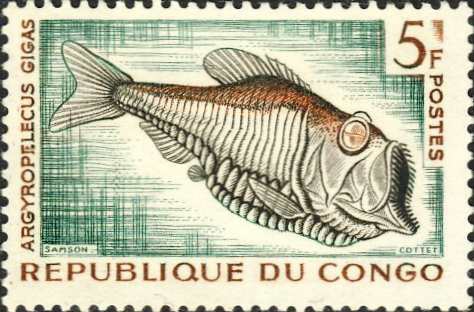 Argyropelecus gigas Argyropelecus gigas