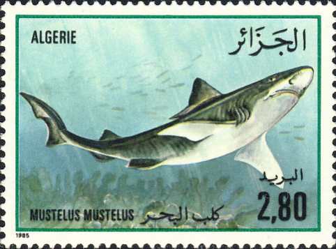 Mustelus mustelus Mustelus mustelus