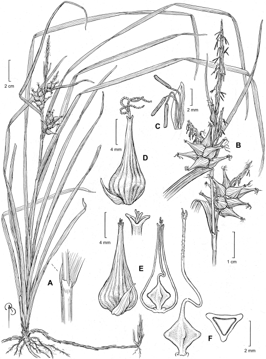 Analytical drawing of Carex gator