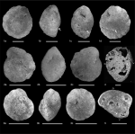 Pualacana hortai Barros, Haig & McCartain, 2025