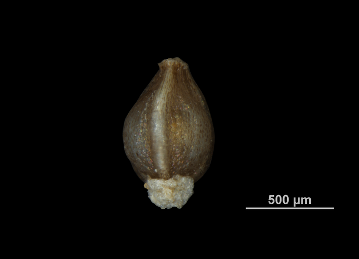 Nutlet of Eleocharis complanata US03272490 Tanzania