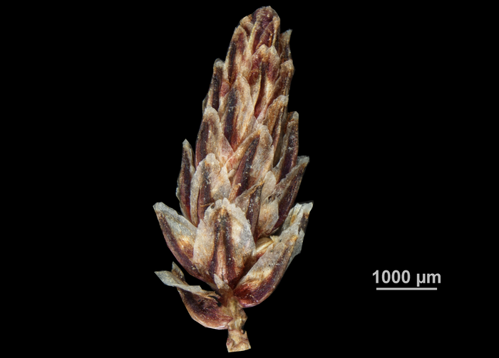 Spikelet of Eleocharis complanata US03272490 Tanzania
