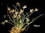Complete sedge of Eleocharis cryptica US01279085 Mexico