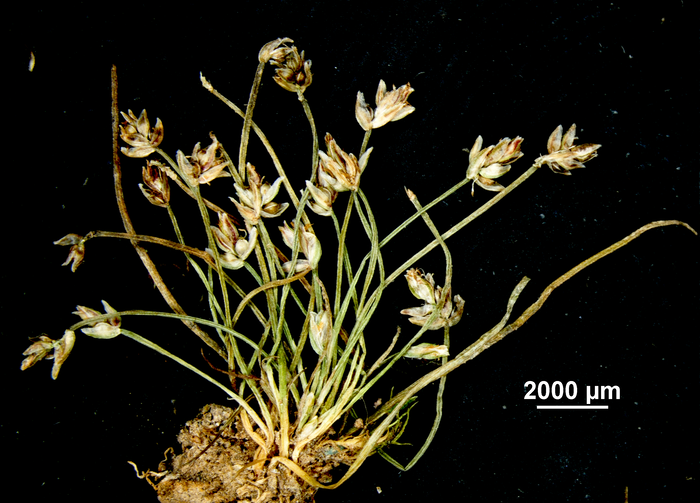 Complete sedge of Eleocharis cryptica US01279085 Mexico