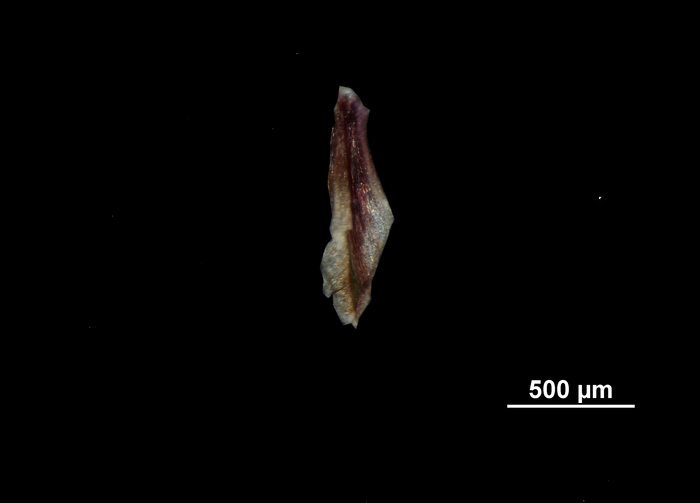 Glume of Eleocharis cryptica US01279085 Mexico