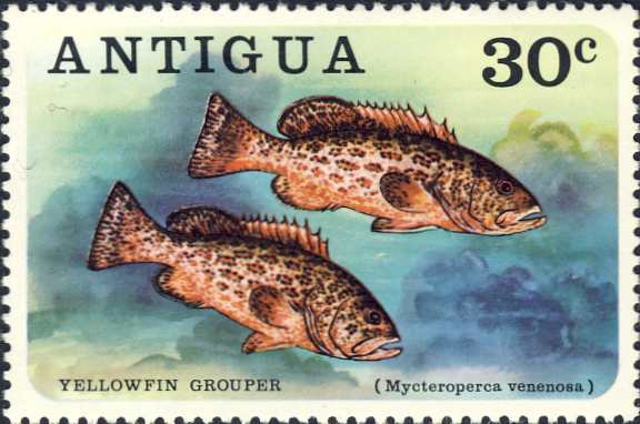 Mycteroperca venenosa Mycteroperca venenosa