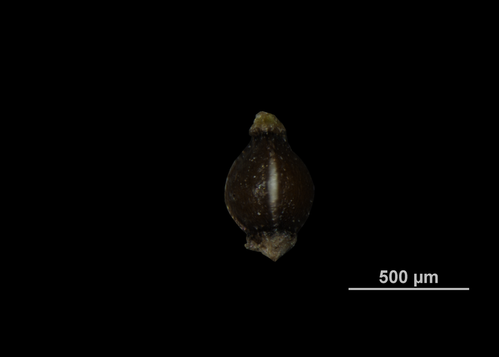 Nutlet of Eleocharis cryptica US01279085 Mexico