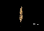 Spikelet of Eleocharis riograndensis US02097063 Brazil