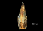 Glume of Eleocharis torticulmis US03459781 United States