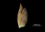 Glume of Fimbristylis juncea US01946423 French Polynesia