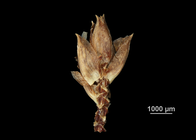 Spikelet of Fimbristylis juncea US01946423 French Polynesia