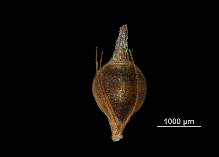 Nutlet of Fimbristylis kadzusana US02251131 Japan