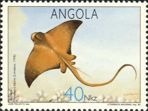 Myliobatis aquila Myliobatis aquila