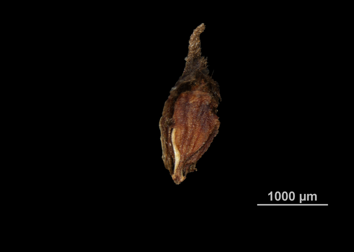 Nutlet of Fuirena camptotricha US02080074 Belize