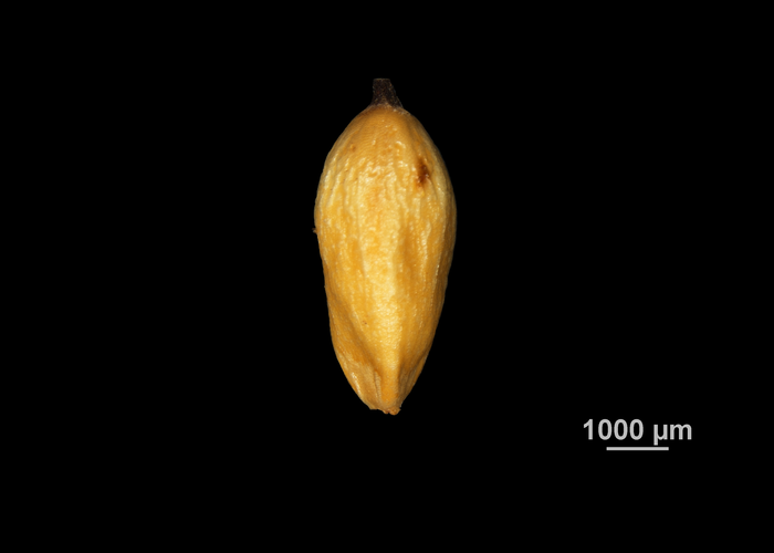 Nutlet of Gahnia beecheyi US00426499 United States