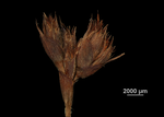 Spikelets of Lagenocarpus adamantinus US02235396 Brazil