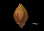 Nutlet of Lagenocarpus adamantinus US02235396 Brazil