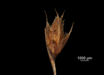 Spikelet of Lagenocarpus pendulus US02235435 Colombia