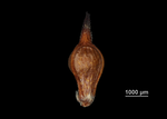Nutlet of Lagenocarpus pendulus US02235435 Colombia