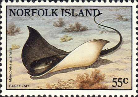 Myliobatis australis Myliobatis australis