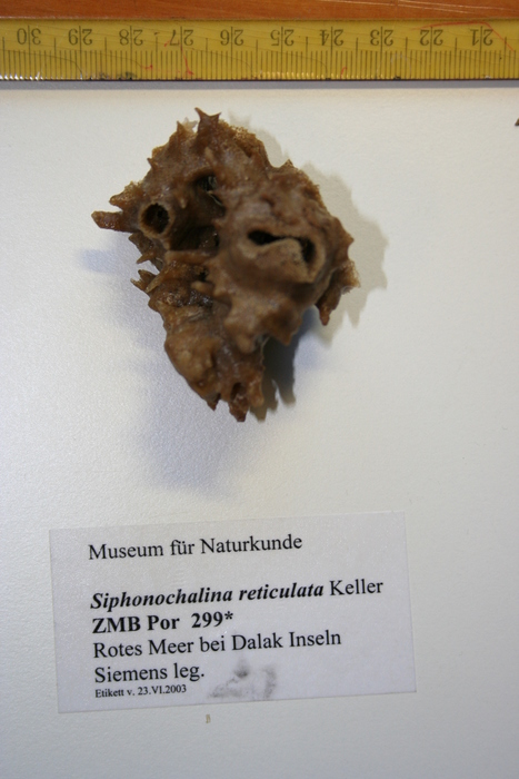 Siphonochalina reticulata Keller, 1889