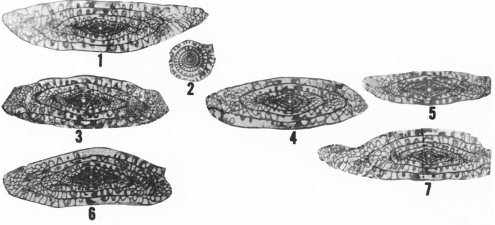 Fusulina sulphurensis Ross &amp; Sabins, 1965