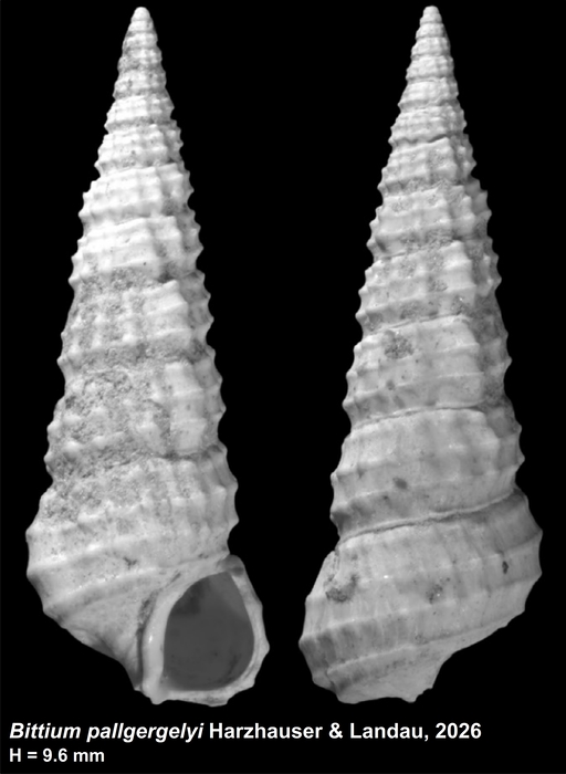 holotype of Bittium pallgergelyi Harzhauser &amp; Landau, 2026