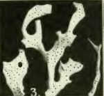 Gellius varius var. fibrosus Wilson, 1925