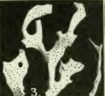 Gellius varius var. fibrosus Wilson, 1925