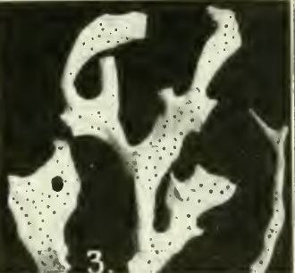 Gellius varius var. fibrosus Wilson, 1925