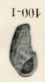 Rissoina clavula var. staadti Cossmann, 1907