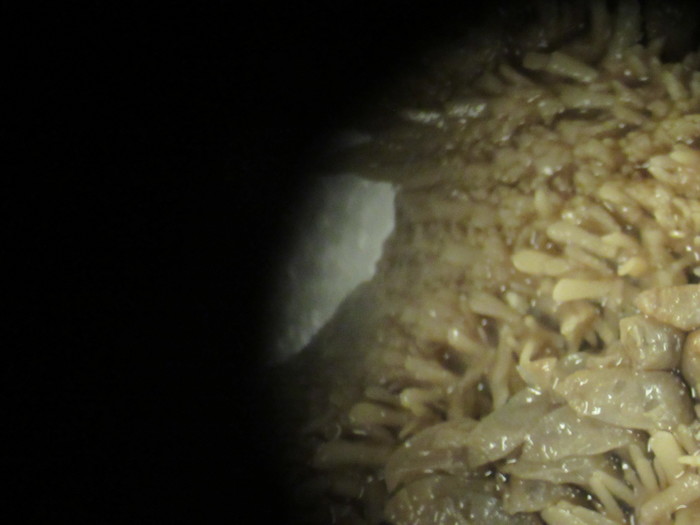 CASIZ Holotype Astropecten californicus