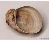 Velutina velutina (Mler O.F., 1776) 